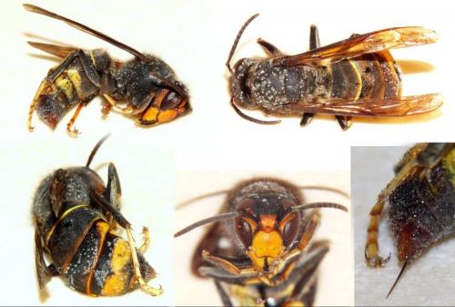 Vespa velutina